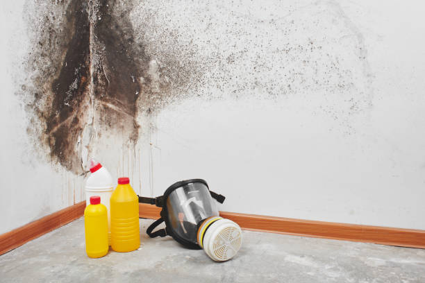 Why You Should Choose Our Mold Remediation Services in Farmingville, NY